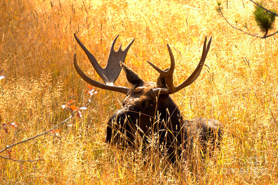 Antlers In The Golden Grass Photograph by Adam Jewell