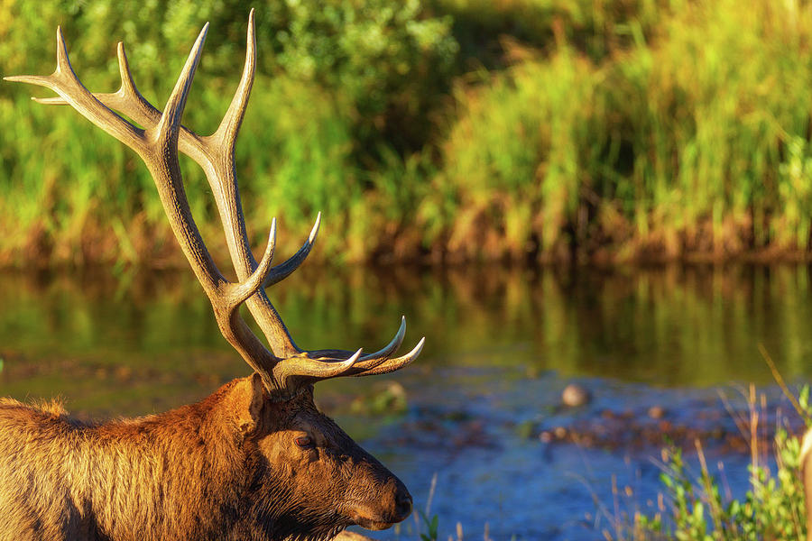 Antlers Of An Elk Photograph by John De Bord