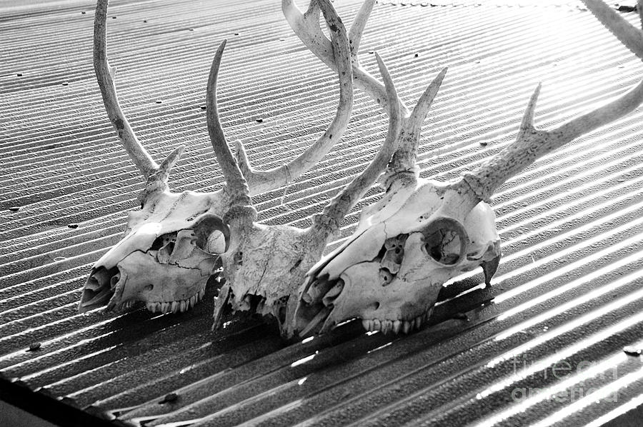 Antlers on Tin Roof Photograph by Thomas R Fletcher