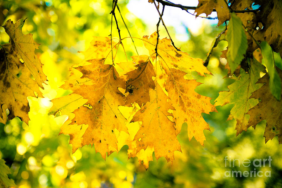 Anatomy of Fall Leaves Photograph by Anna Serebryanik