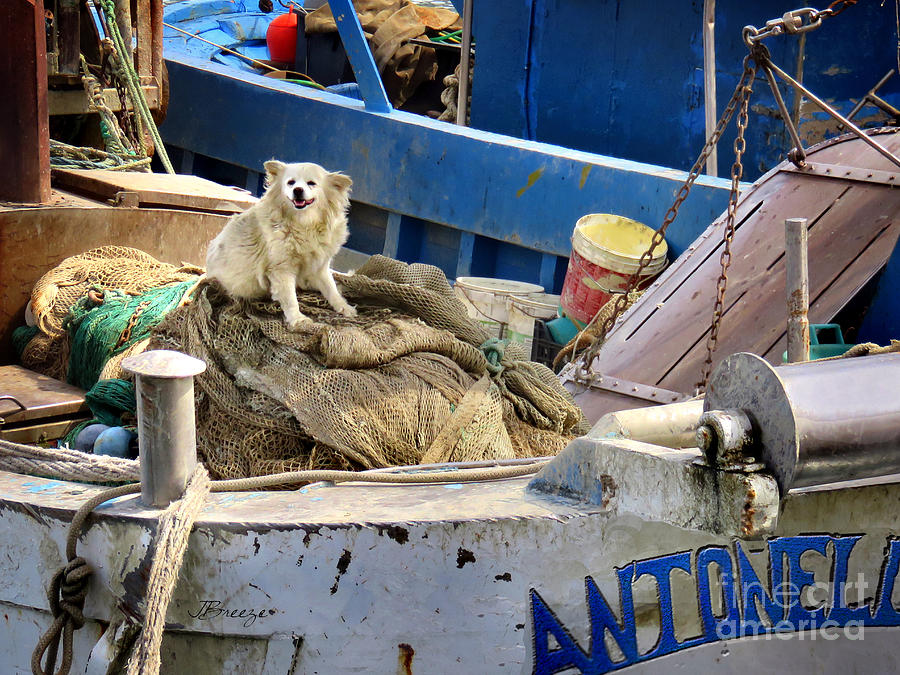 Boat Photograph - Antonella Watchdog.Trani by Jennie Breeze