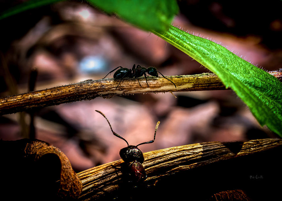 Ant Photograph - Ants Adventure by Bob Orsillo