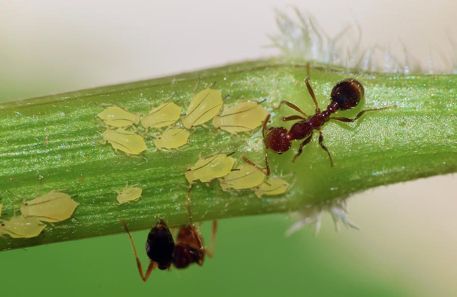 Ants and Aphids Photograph by Larah McElroy