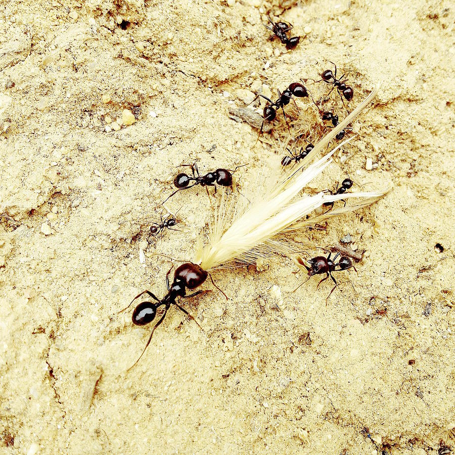 Ant Photograph - Ants At Work by Marco Oliveira