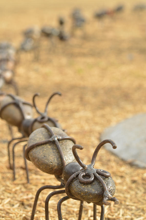 Ants Come Marching Photograph by Pamela Patch