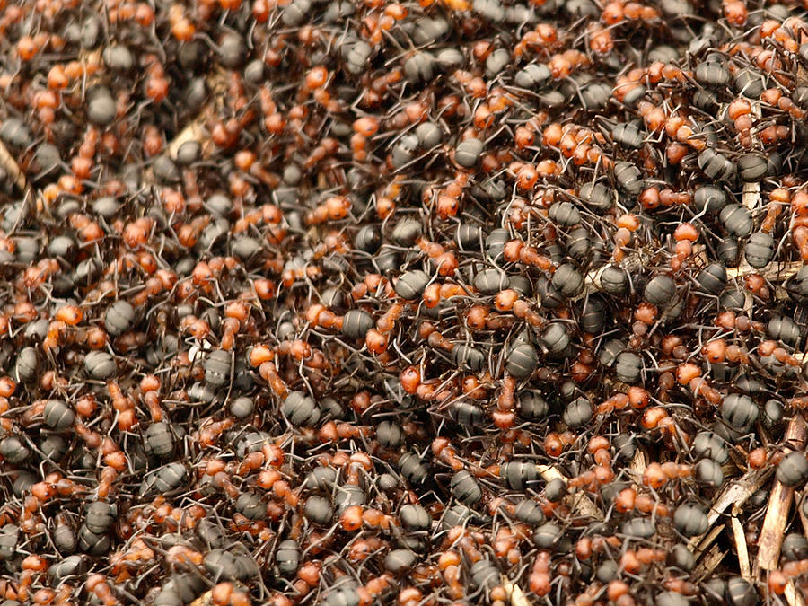 Ants Photograph by DeeLon Merritt