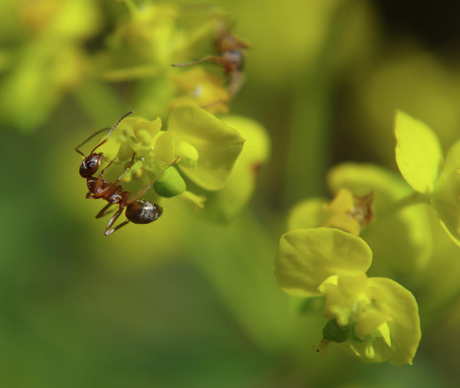 Ants Garden Photograph by Adria Trail