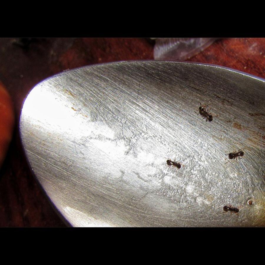 Insects Photograph - Ants In An Iron Spoon.
#insects by Viaruss Ut-Gella