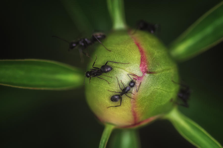 Ants On A Peonies Bud Photograph By Michael Demagall Pixels   Ants On A Peonies Bud Michael Demagall 