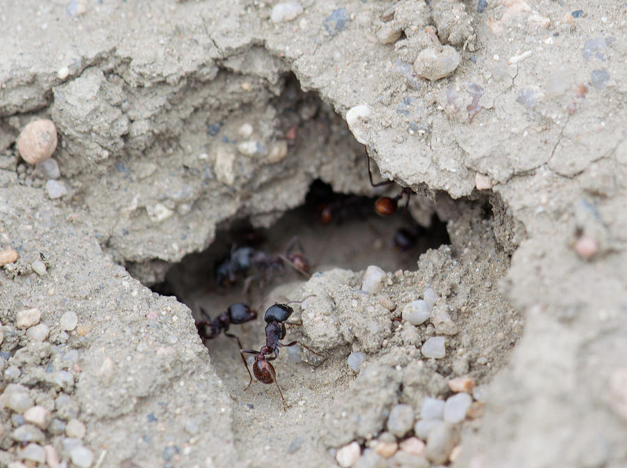 Ants Photograph by William Pullaro Jr