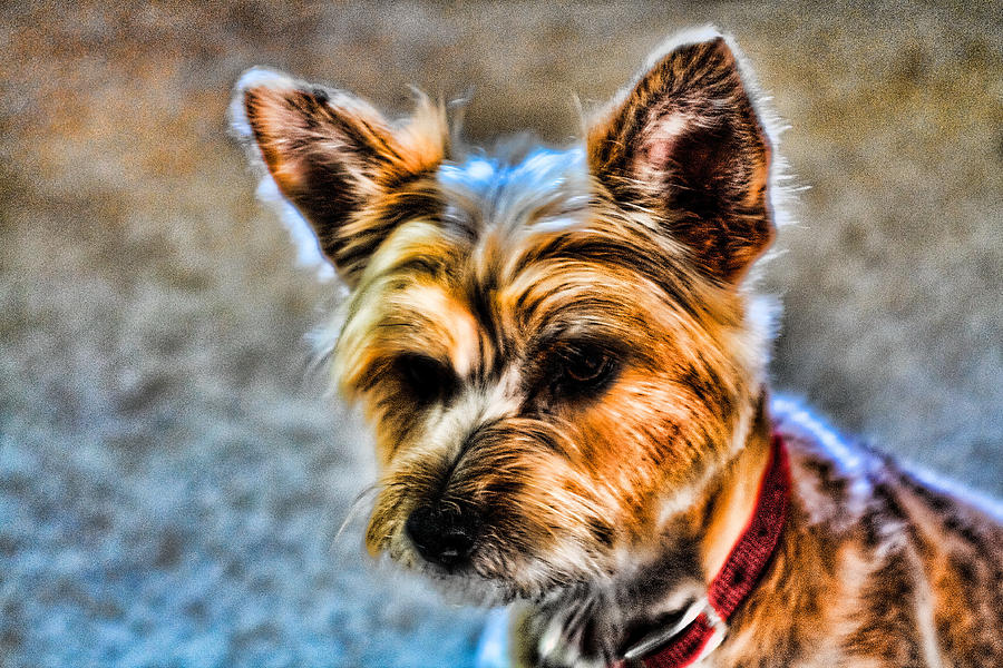 anxiously-waiting-photograph-by-michael-jefferson-fine-art-america