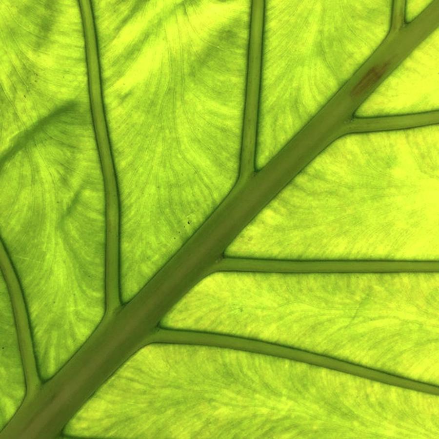 Pattern Photograph - Anybody Know What Kind Of Leaf This Is? by Ginger Oppenheimer