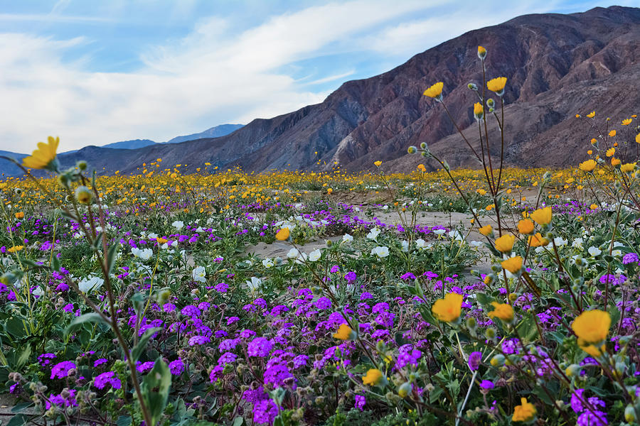 Anza Borrego Desert Bloom Photograph by Kyle Hanson