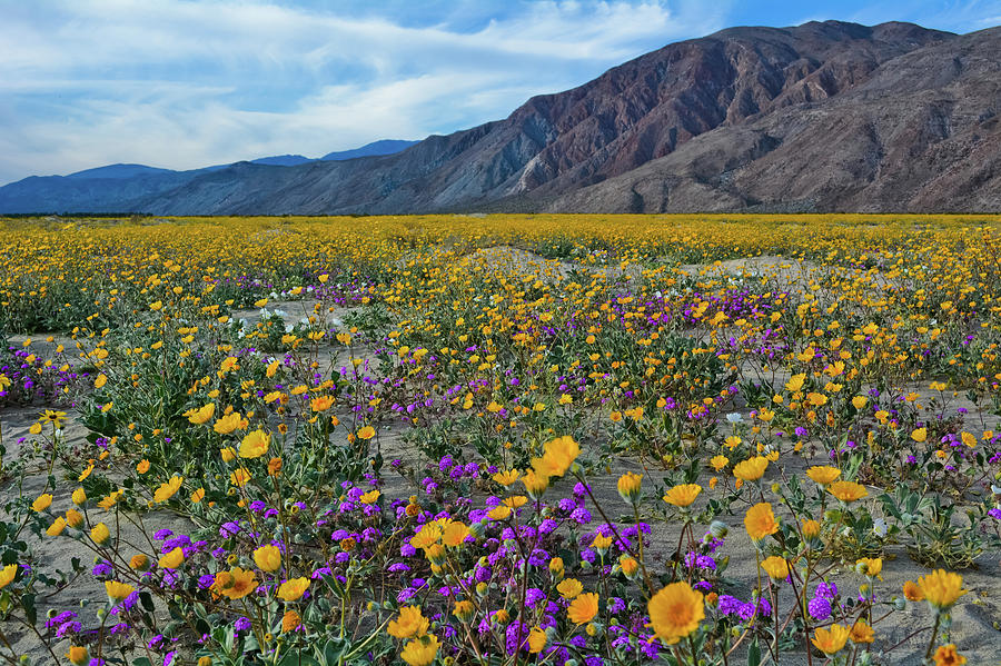 Anza Borrego Desert Flower Fields Photograph by Kyle Hanson