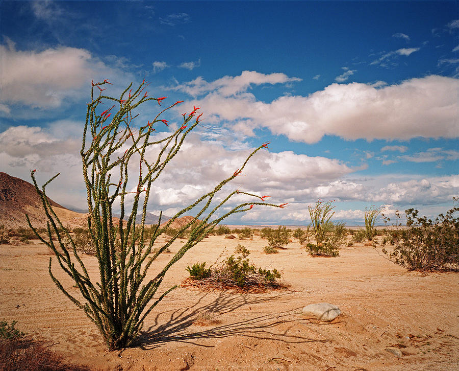 Anza Borrego Desert Photograph by Kris Rasmusson