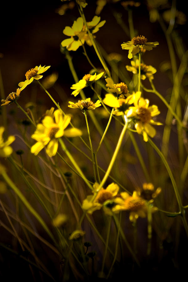 Flowers Still Life Photograph - Anza Borrego Desert Sunflower 4 by Chris Brannen