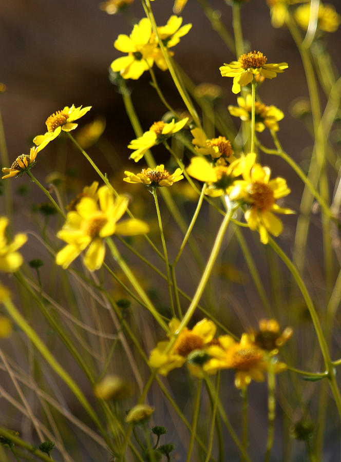 Flowers Still Life Photograph - Anza Borrego Desert Sunflowers 1 by Chris Brannen