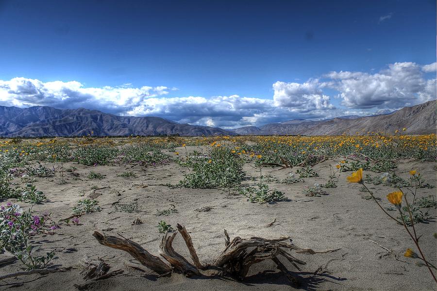 Desert Photograph - Anza Borrego Desert Wild Flower Bloom by Jane Linders