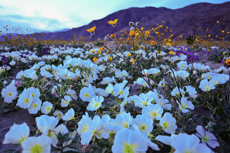 Anza Borrego Desert Wildflowers Evening Photograph by Kyle Hanson