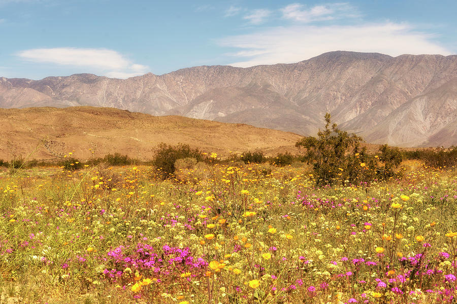 Anza Borrego Desert Flowers Photograph by Michael Hope