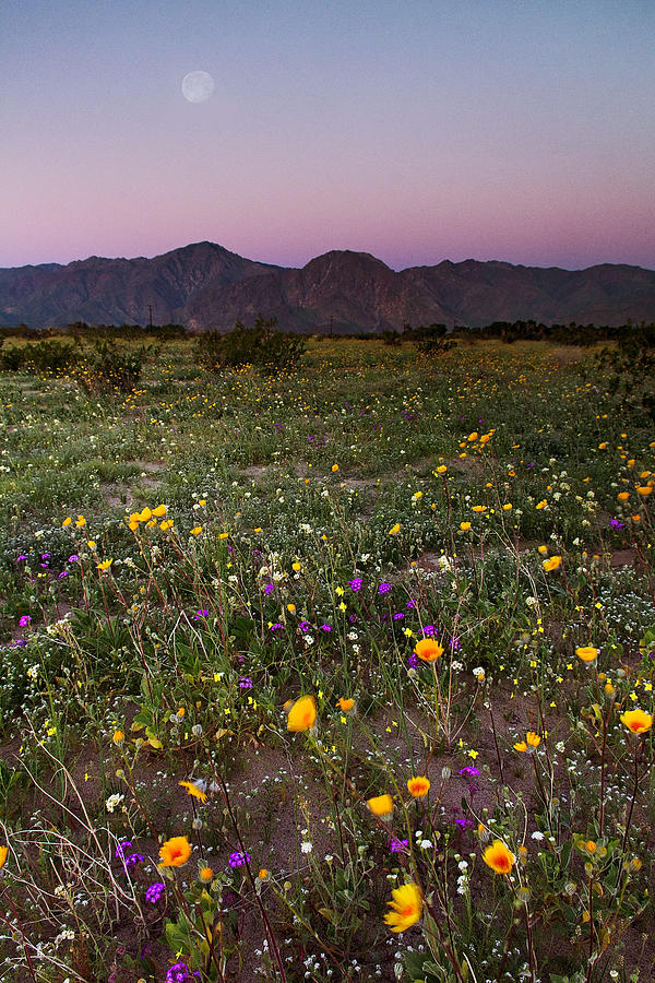 Anza Borrego Super Bloom Photograph by Stacie Rabe Fine Art America