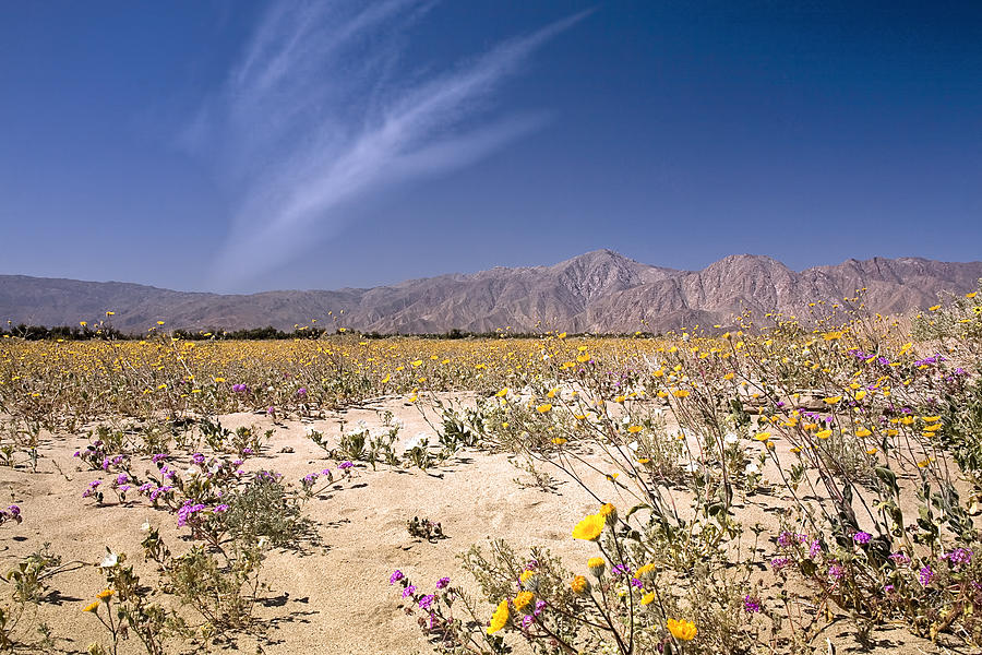 Anza Borrego Wildflowers Photograph by Endre Balogh