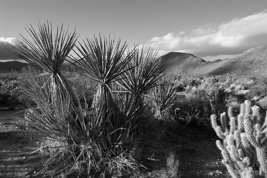 Anza-Borrego Yuccas Photograph by Peter Tellone