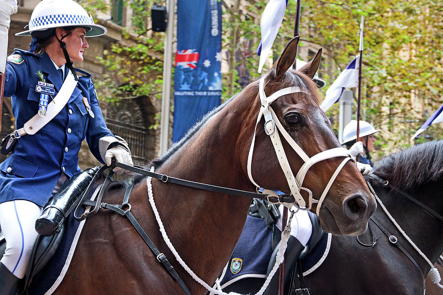 Horse Photograph - Anzac Day March Police Horses by Miroslava Jurcik