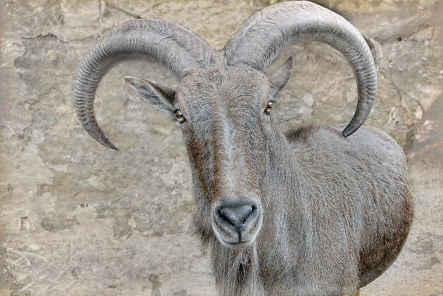 Aoudad - Barbary Sheep  Photograph by Dyle   Warren