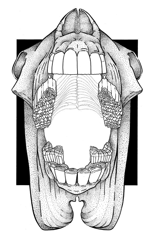 AP View Dental Skull Drawing by Dawn Sperry