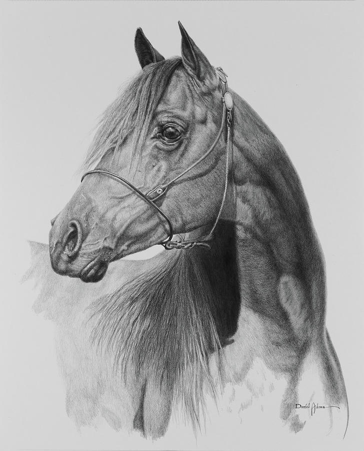 Horse Drawing - Apache by Daniel Adams