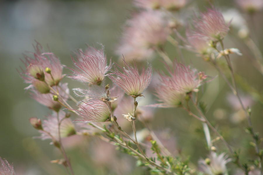 Apache Plume Seed Heads in Blush Photograph by Colleen Cornelius
