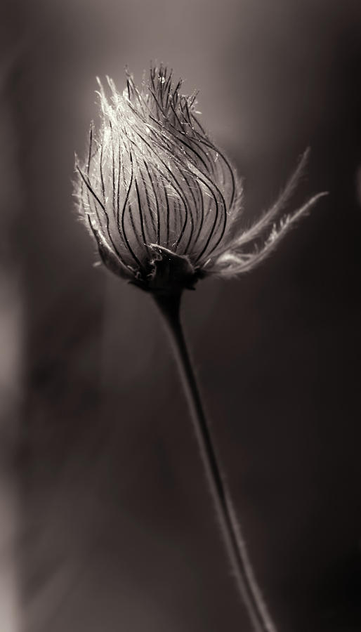 Apache Plume Photograph by Subhadra Burugula - Fine Art America