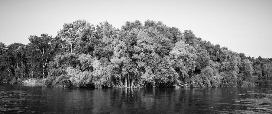 Apalachicola River Trees Black and White Photograph by Debra Forand