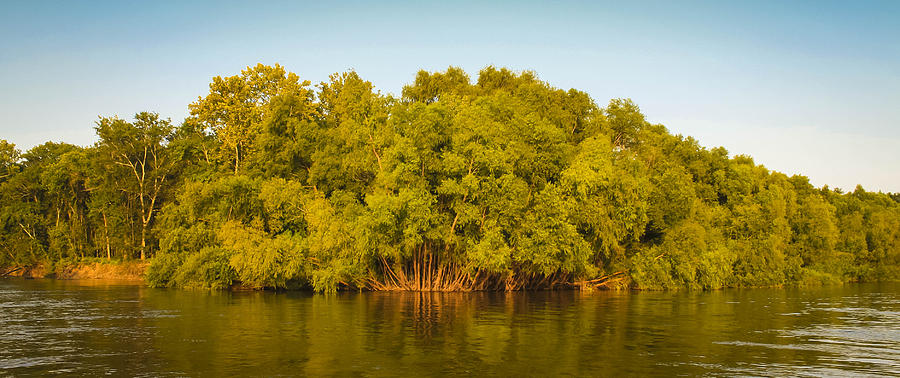 Apalachicola River Trees   Photograph by Debra Forand