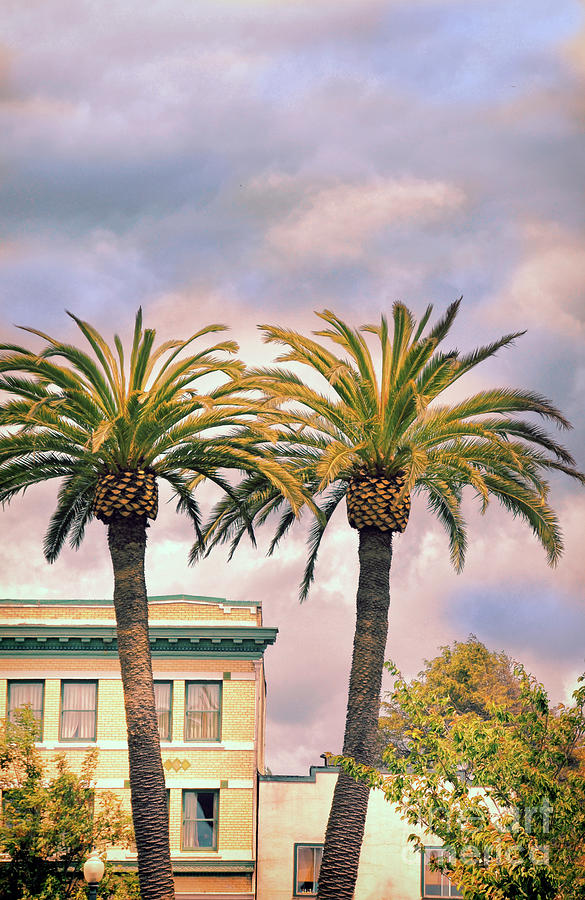 Apartment Building with Palm Trees Photograph by Jill Battaglia