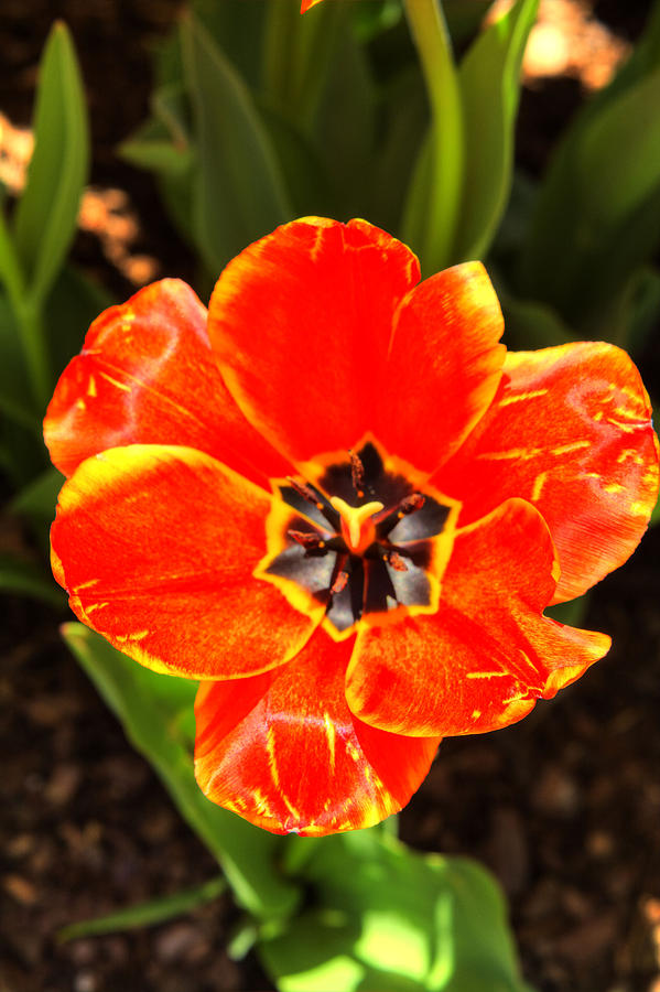 Apeldoom Tulip Photograph by FineArtRoyal Joshua Mimbs