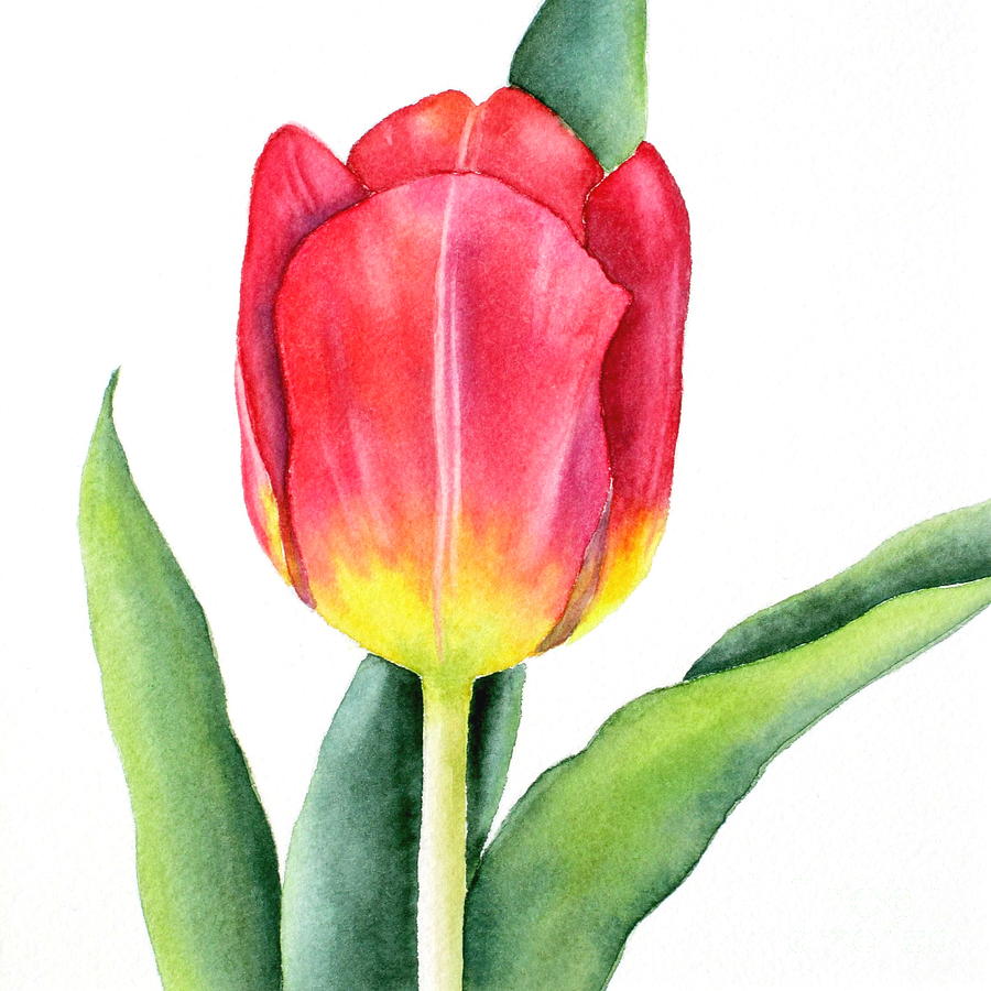 Tulip Painting - Apeldoorn by Deborah Ronglien