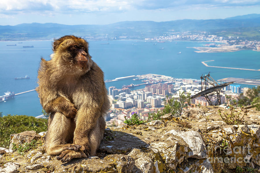 Apes Den Gibraltar Pyrography