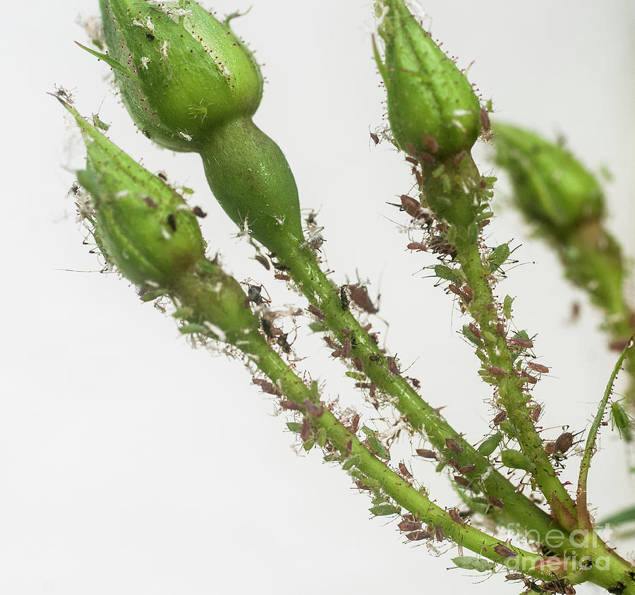 Aphids On A Rose Stem Photograph By Ilan Rosen