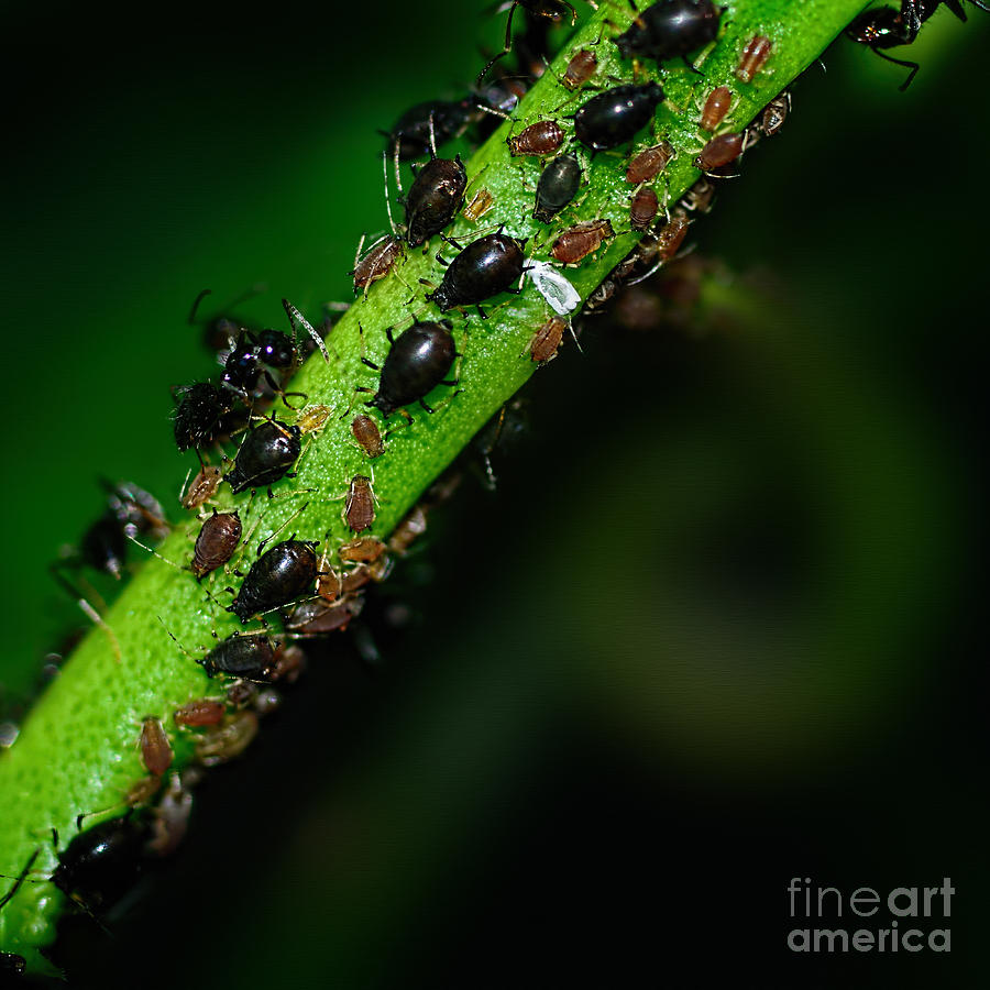 Insects Photograph - Aphids on Citrus 2 by Kaye Menner by Kaye Menner