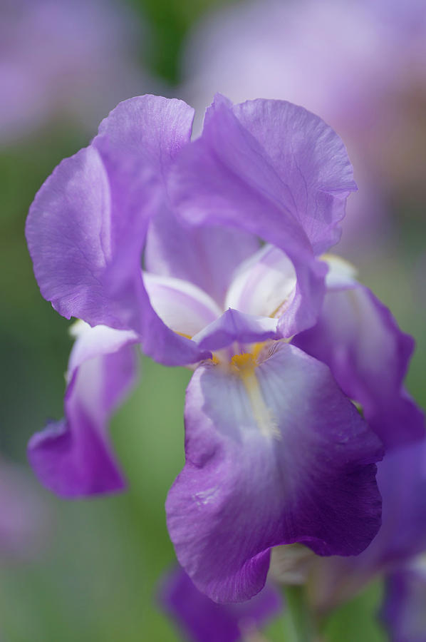 Aphrodite 1. The Beauty of Irises Photograph by Jenny Rainbow