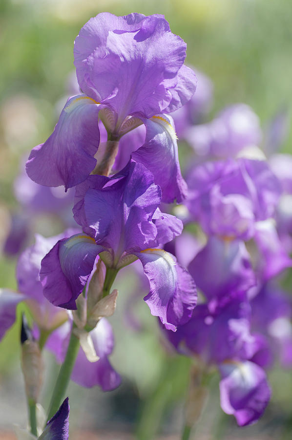 Aphrodite 2. The Beauty of Irises Photograph by Jenny Rainbow
