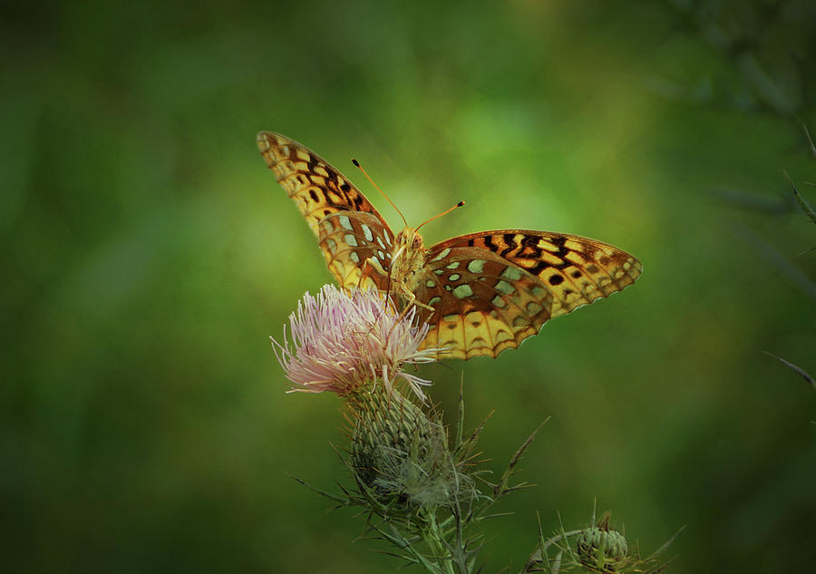 Aphrodite Fritillary Butterfly Photograph by Sandy Keeton