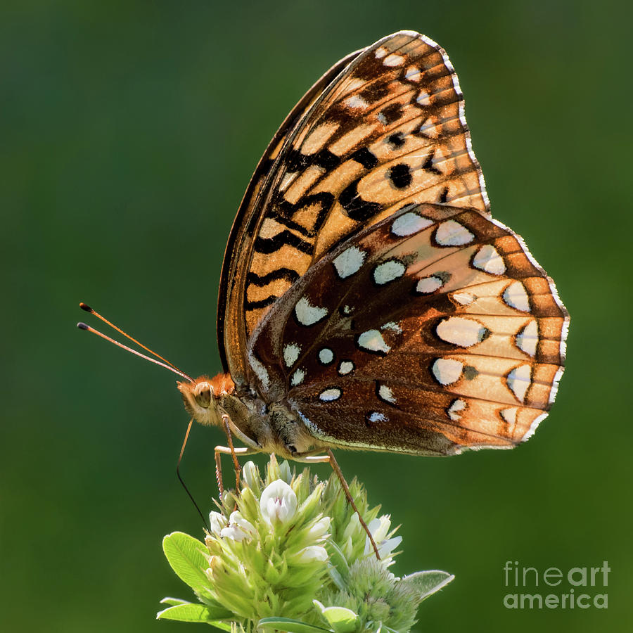 Aphrodite Fritillary IV Photograph by Abeselom Zerit - Fine Art America