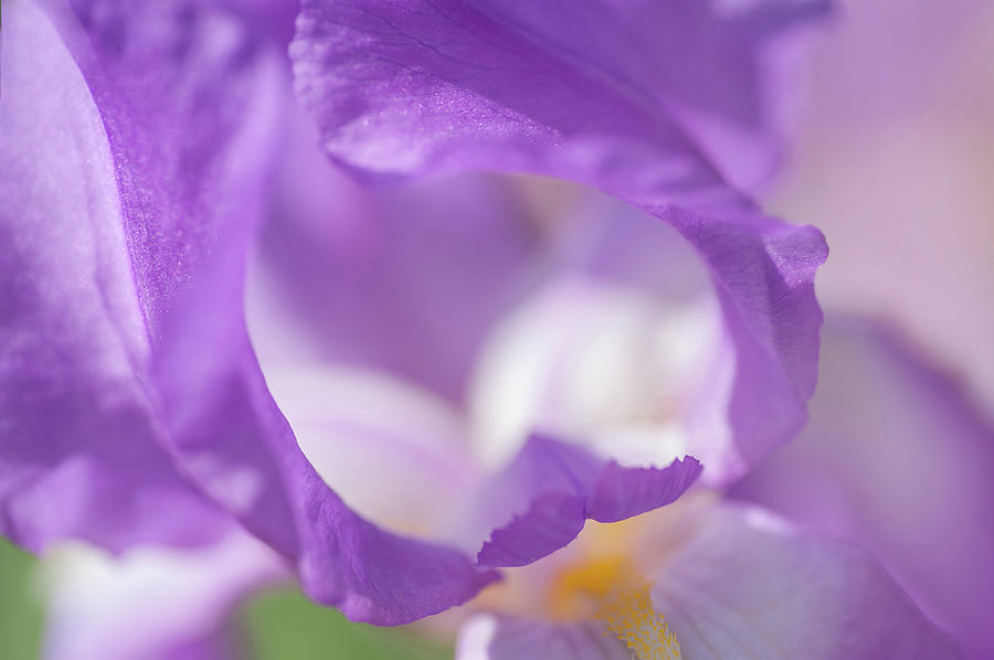 Aphrodite Macro 1. The Beauty of Irises Photograph by Jenny Rainbow