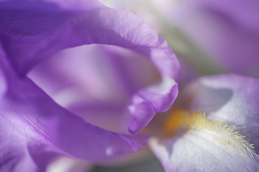 Aphrodite Macro 2. The Beauty of Irises Photograph by Jenny Rainbow