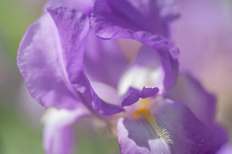 Aphrodite Macro. The Beauty of Irises Photograph by Jenny Rainbow
