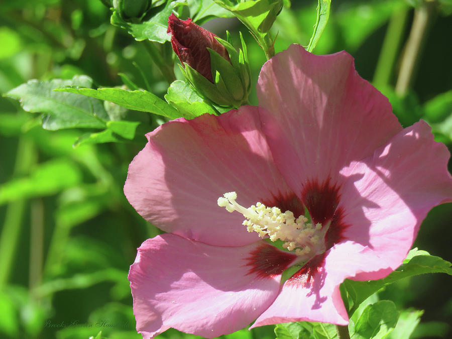 Aphrodite Rose of Sharon Hibiscus - Blossom and Bud - Pink Flower Macro ...