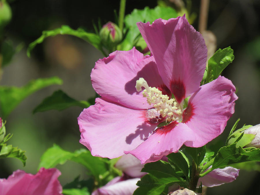 Aphrodite Rose of Sharon Hibiscus - Floral Photography and Art - Pink ...